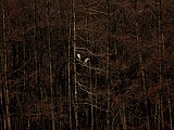 P3095207b