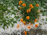 A0043987b